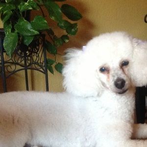 Meet your Posher, Regina